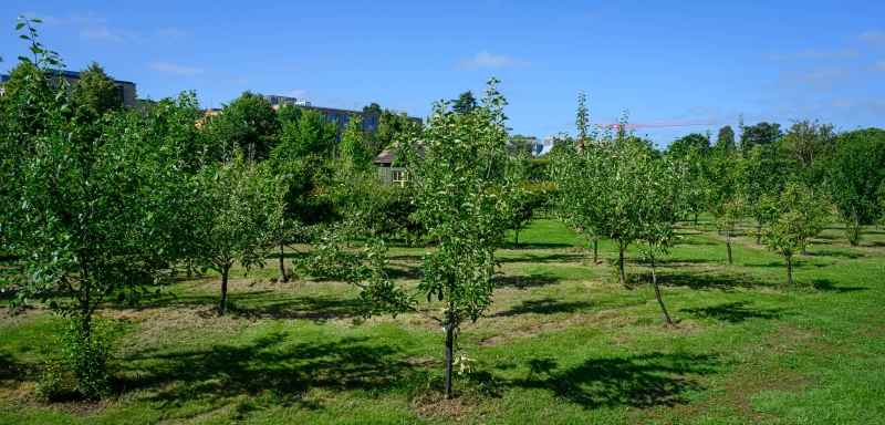 King's College Fellows' Garden and Provost's Garden